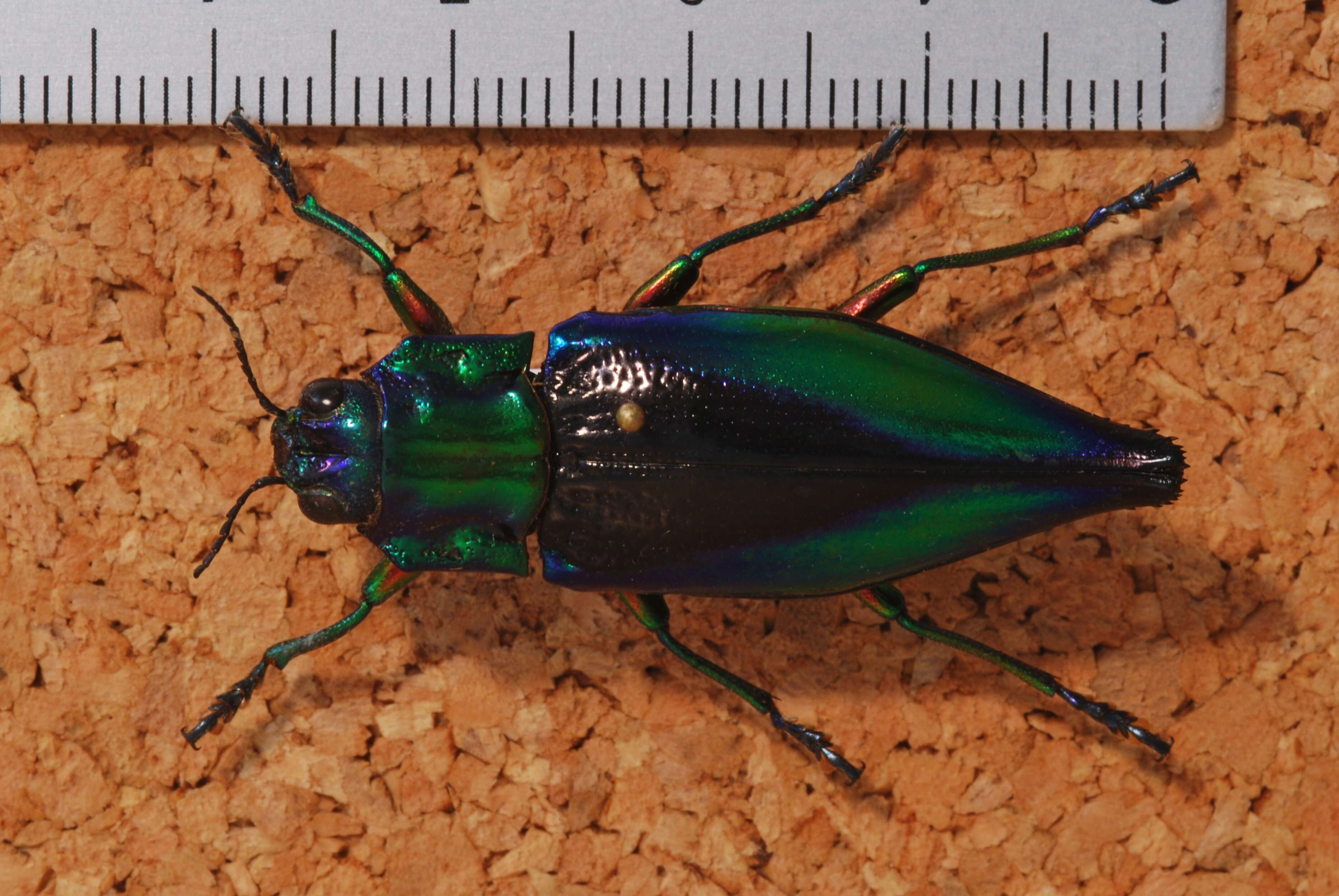 Image of Cyphogastra calepyga (Thomson 1857)