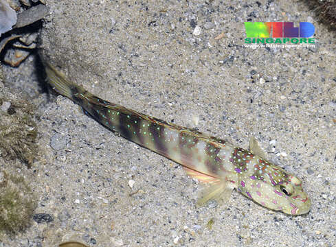 Image of Pink-speckled shrimpgoby