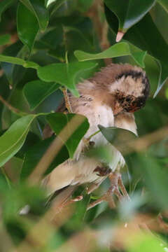 Imagem de Carduelis carduelis parva Tschusi 1901