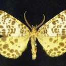 Image of spotted beauty