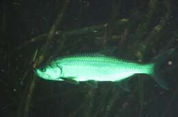 Image of tarpons