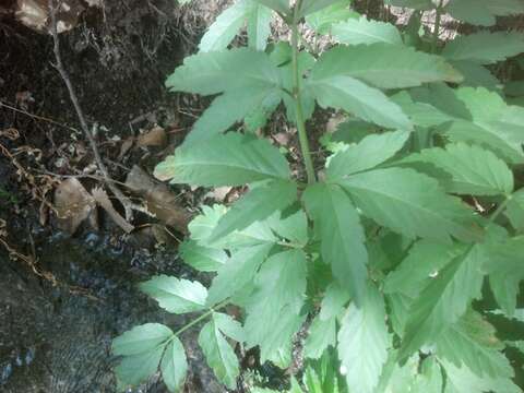 Image of spotted water hemlock