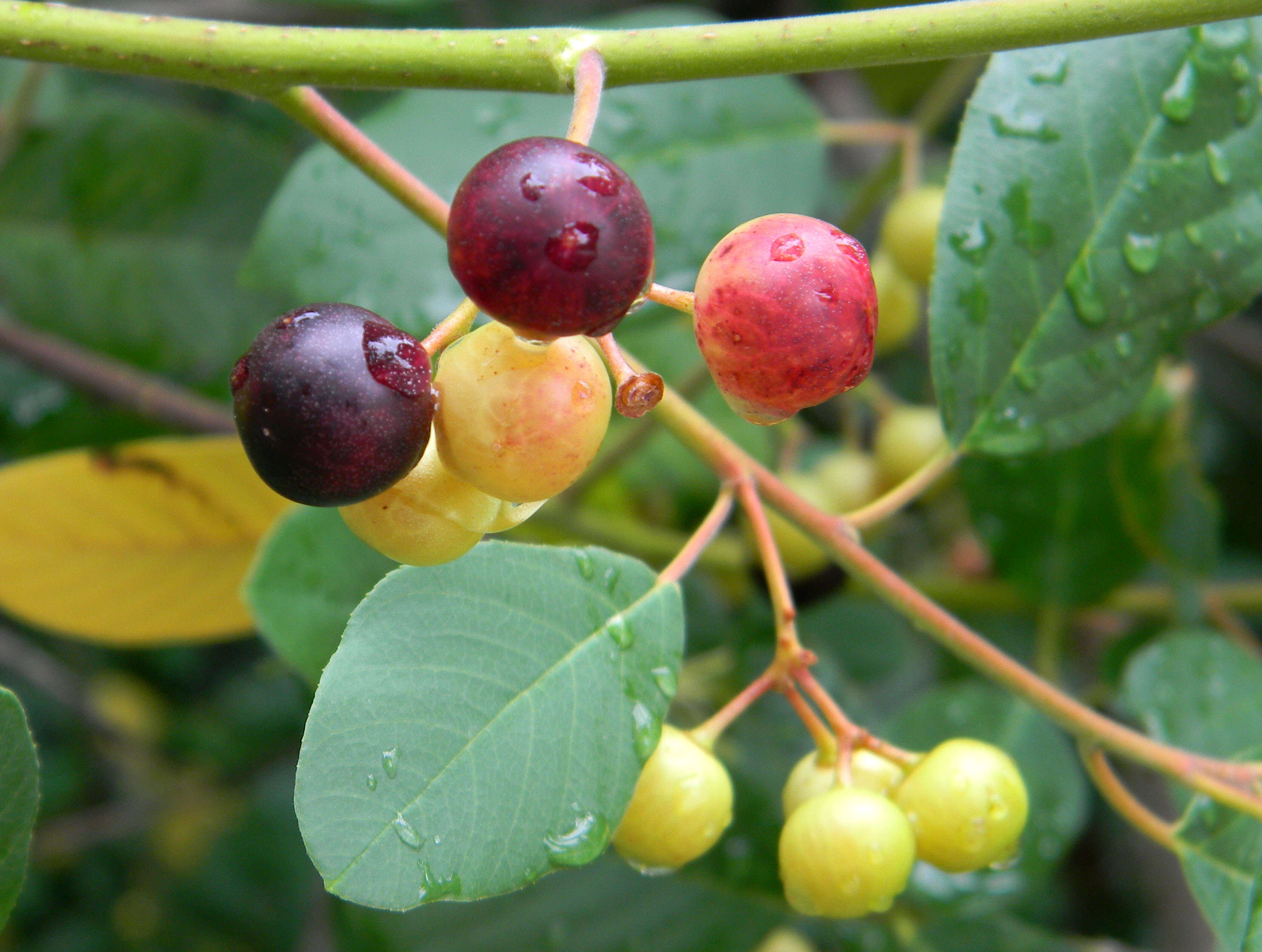 Image of California buckthorn