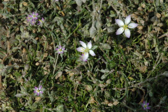 Image of Spergularia media subsp. angustata (Clavaud) Kerguelen & Lambinon