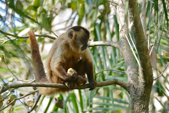 Image of Azaras’s Capuchin