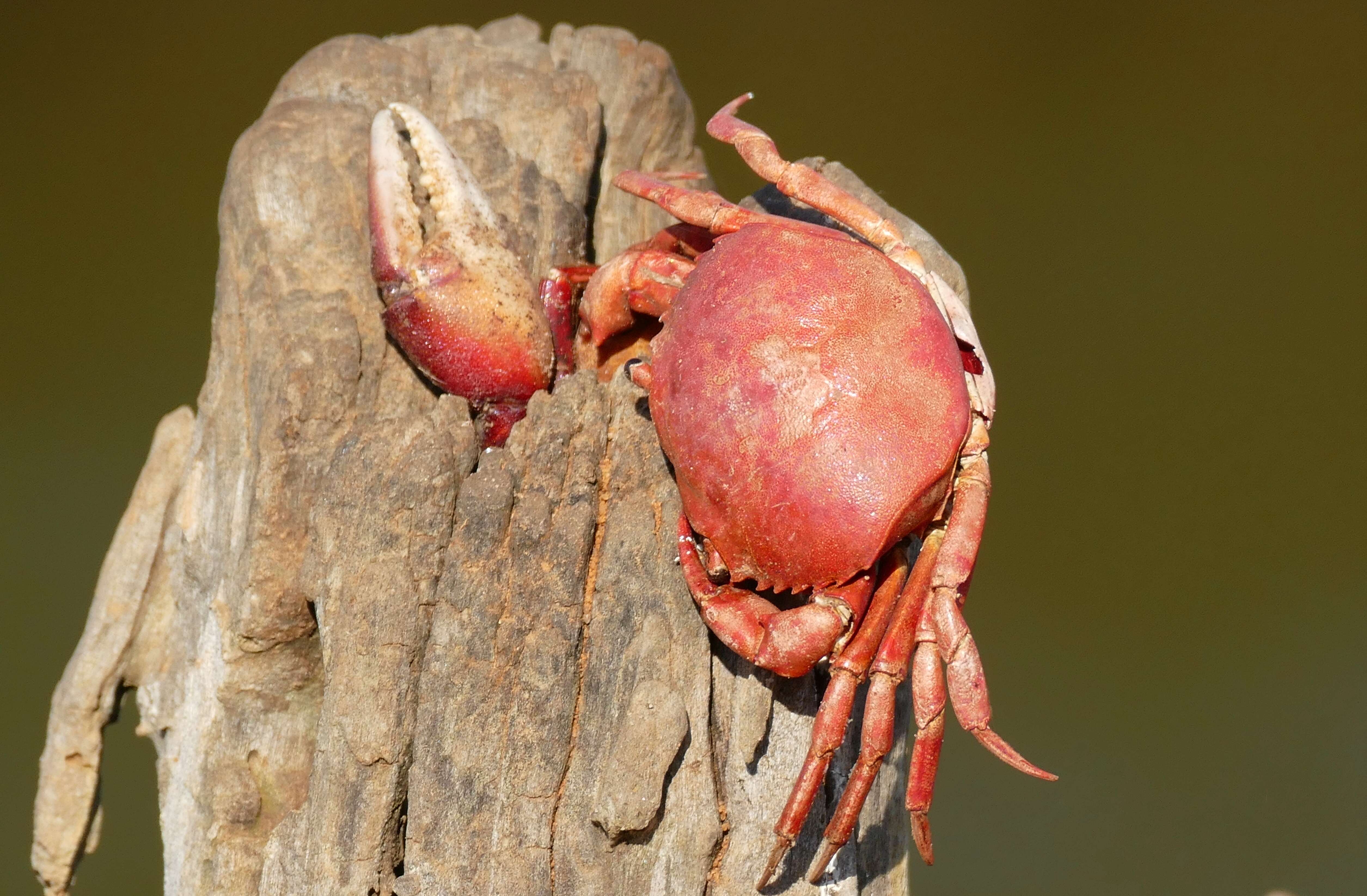 Image of Dilocarcinus H. Milne Edwards 1853