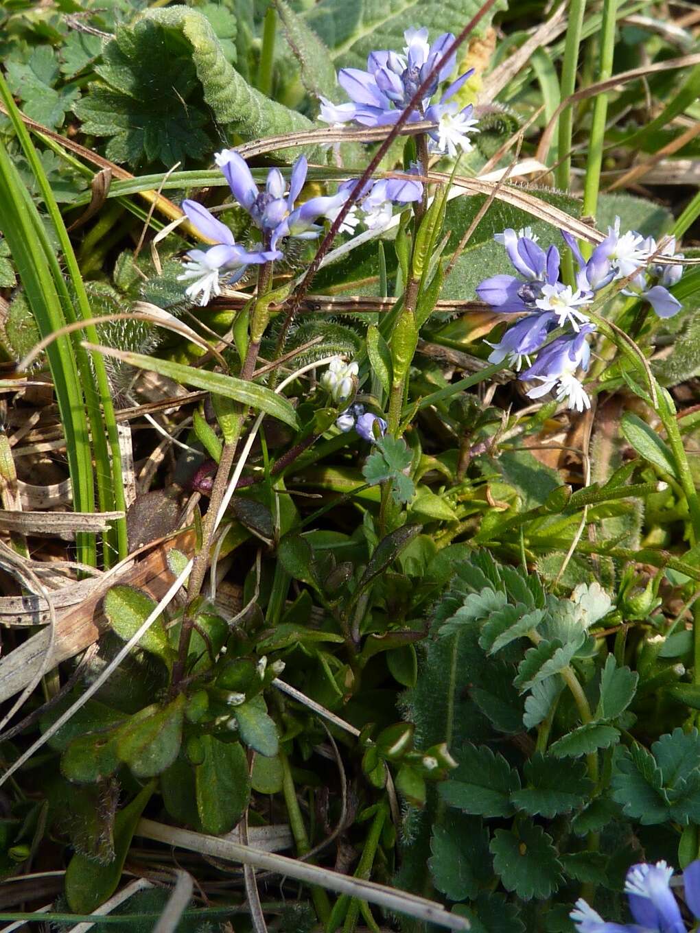 Image of Milkwort