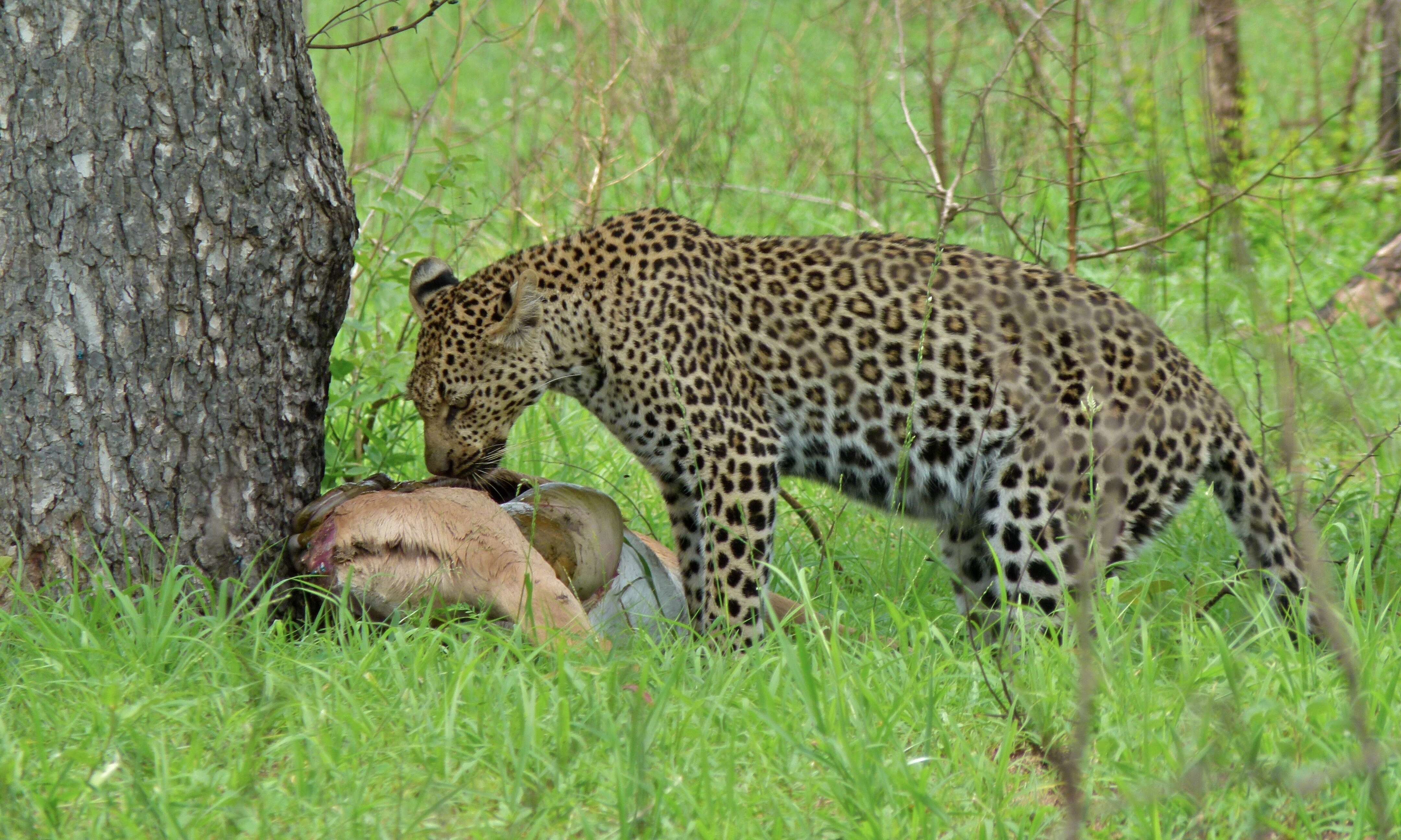 Image of Leopard