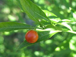 Image of Jerusalem Cherry