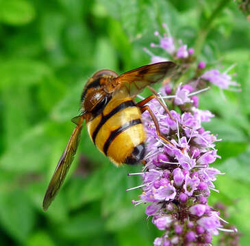 Image of lesser hornet hoverfly