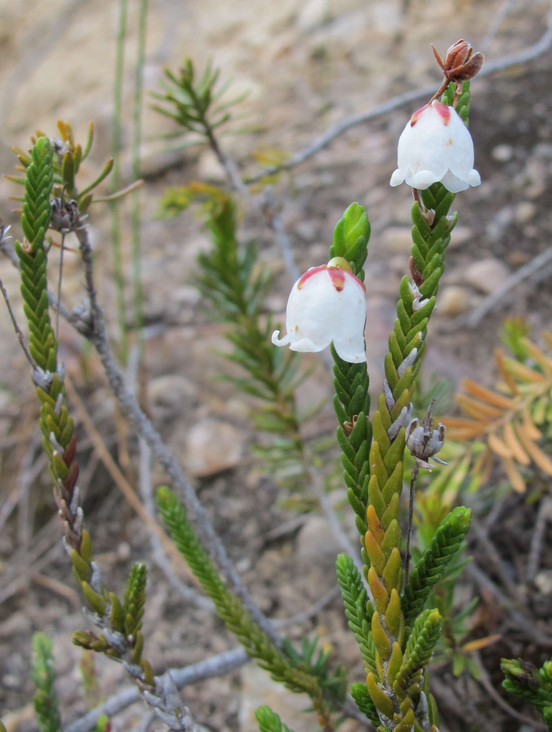 Image of Cassiope