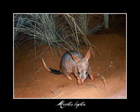 Image of Macrotis Reid 1837