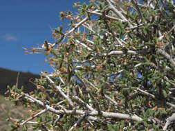 Image of littleleaf mountain mahogany