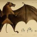 Image de Notopteris macdonaldi Gray 1859