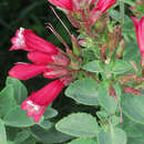 Слика од Penstemon newberryi subsp. sonomensis (Greene) D. D. Keck