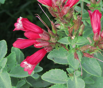 Image of Sonoma penstemon