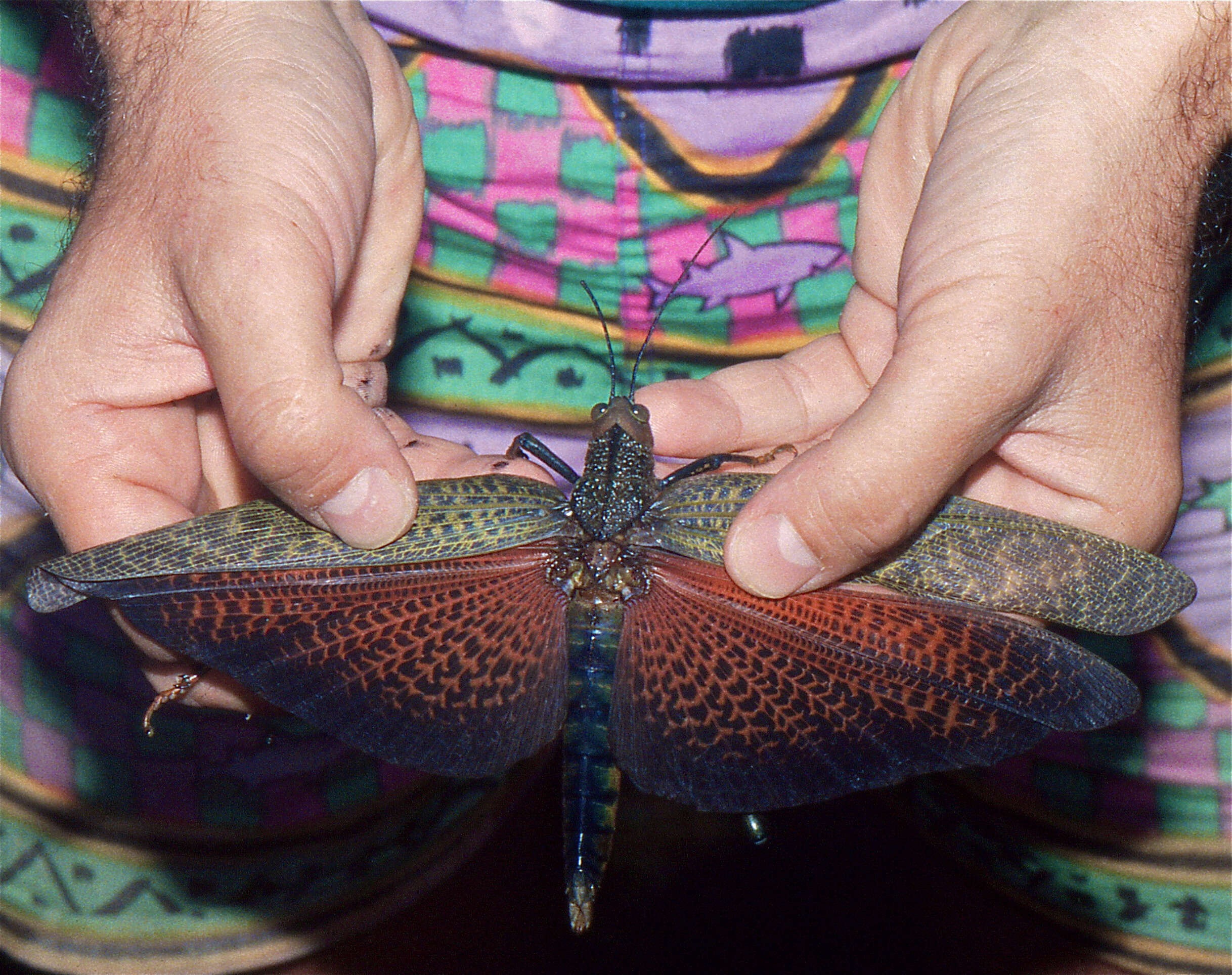 Image of Tropidacris cristata (Linnaeus 1758)