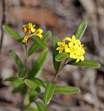 Image of Phebalium whitei P. G. Wilson