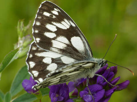 Image of marbled white