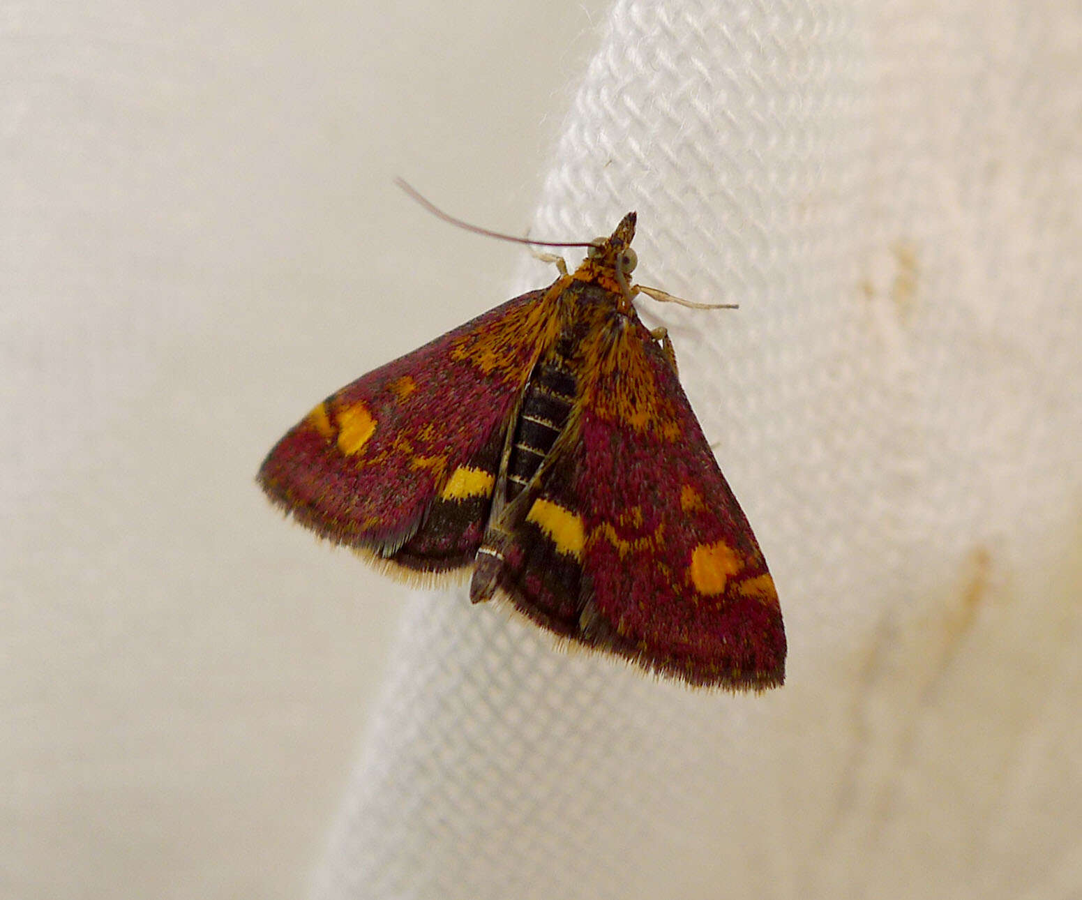 Image of Mint moth