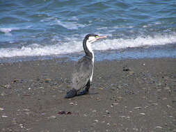 Image of Australian Pied Cormorant