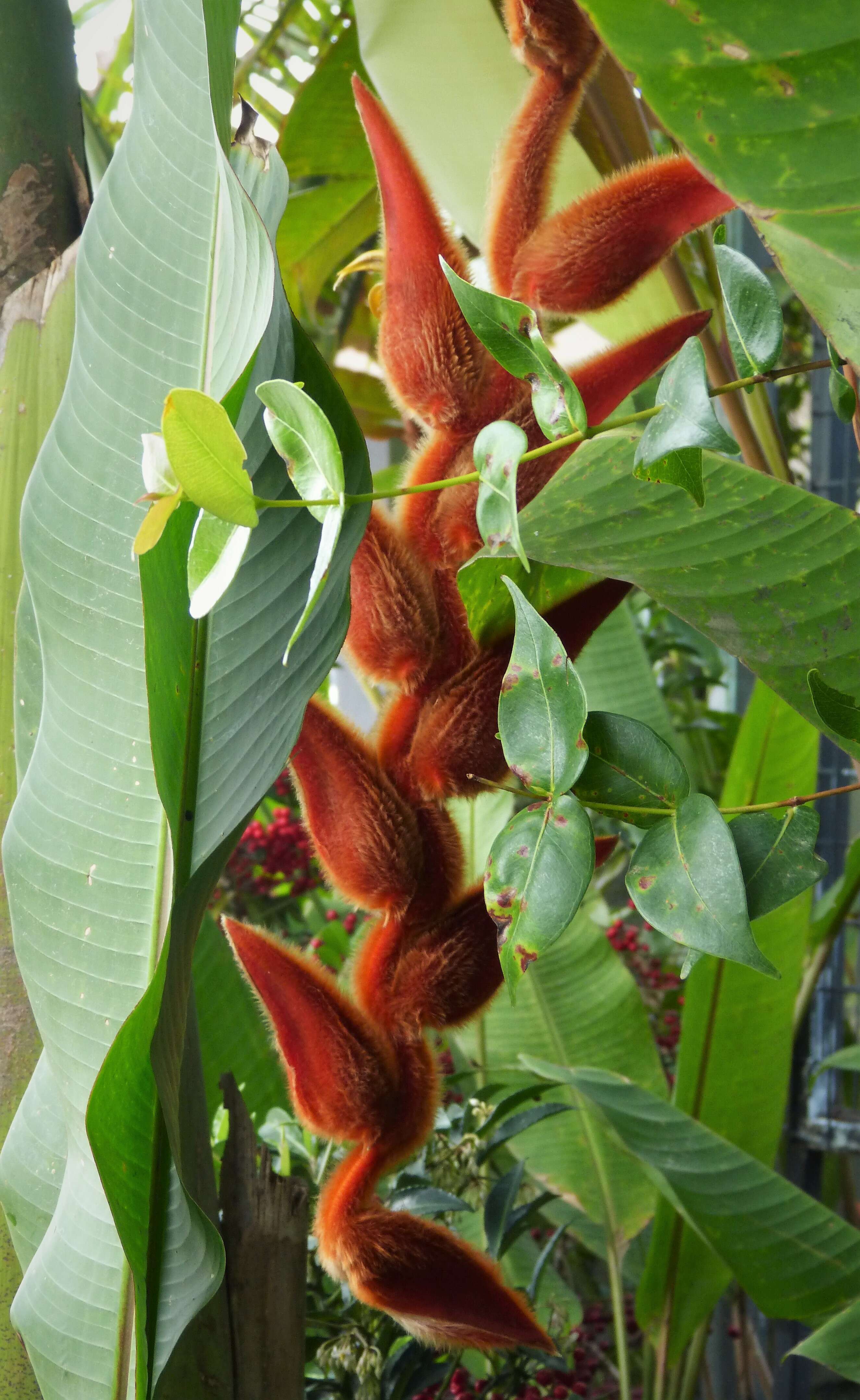 Image de Heliconia vellerigera Poepp.