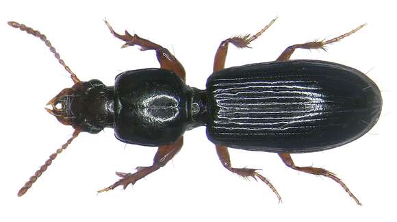 Image of Ground beetle