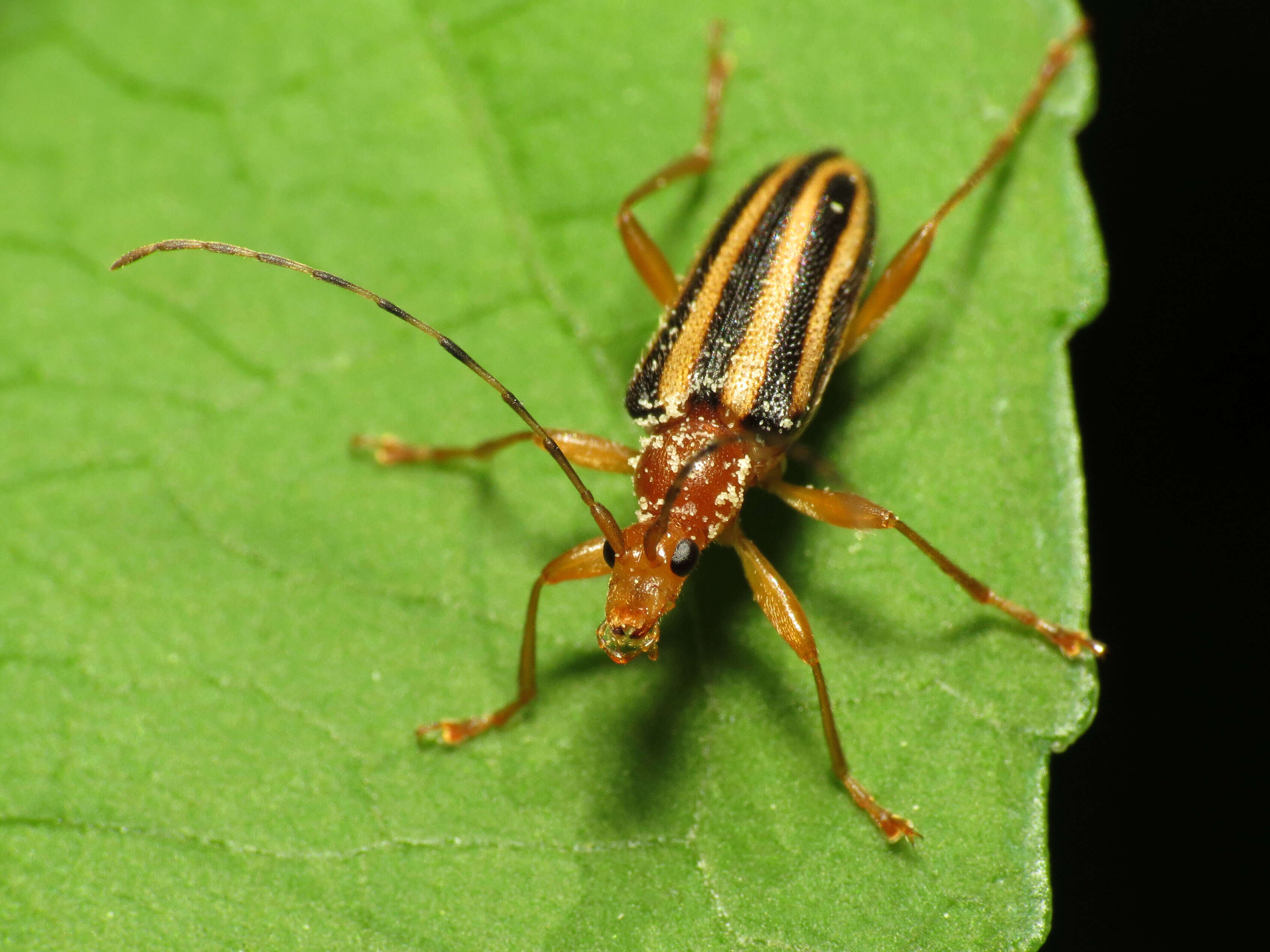 Image of Metacmaeops