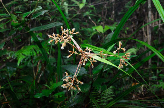 Image of Mapania bancana (Miq.) T. Koyama