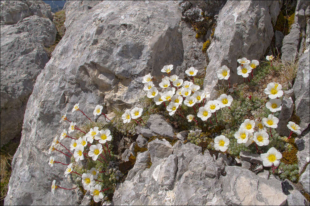 Plancia ëd Saxifraga aretioides Lapeyr.