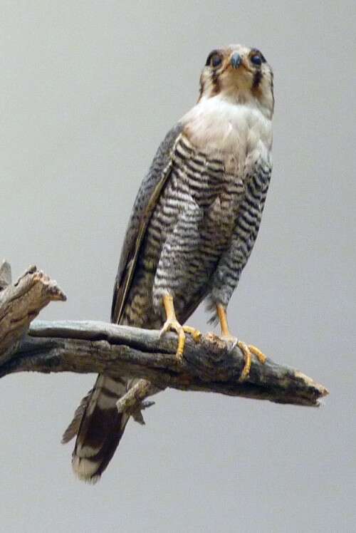 Image of Red-headed Falcon