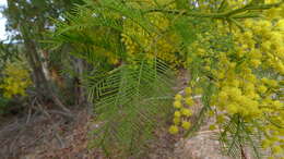 Image of green wattle