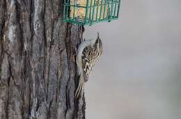 Image of American Tree-Creeper