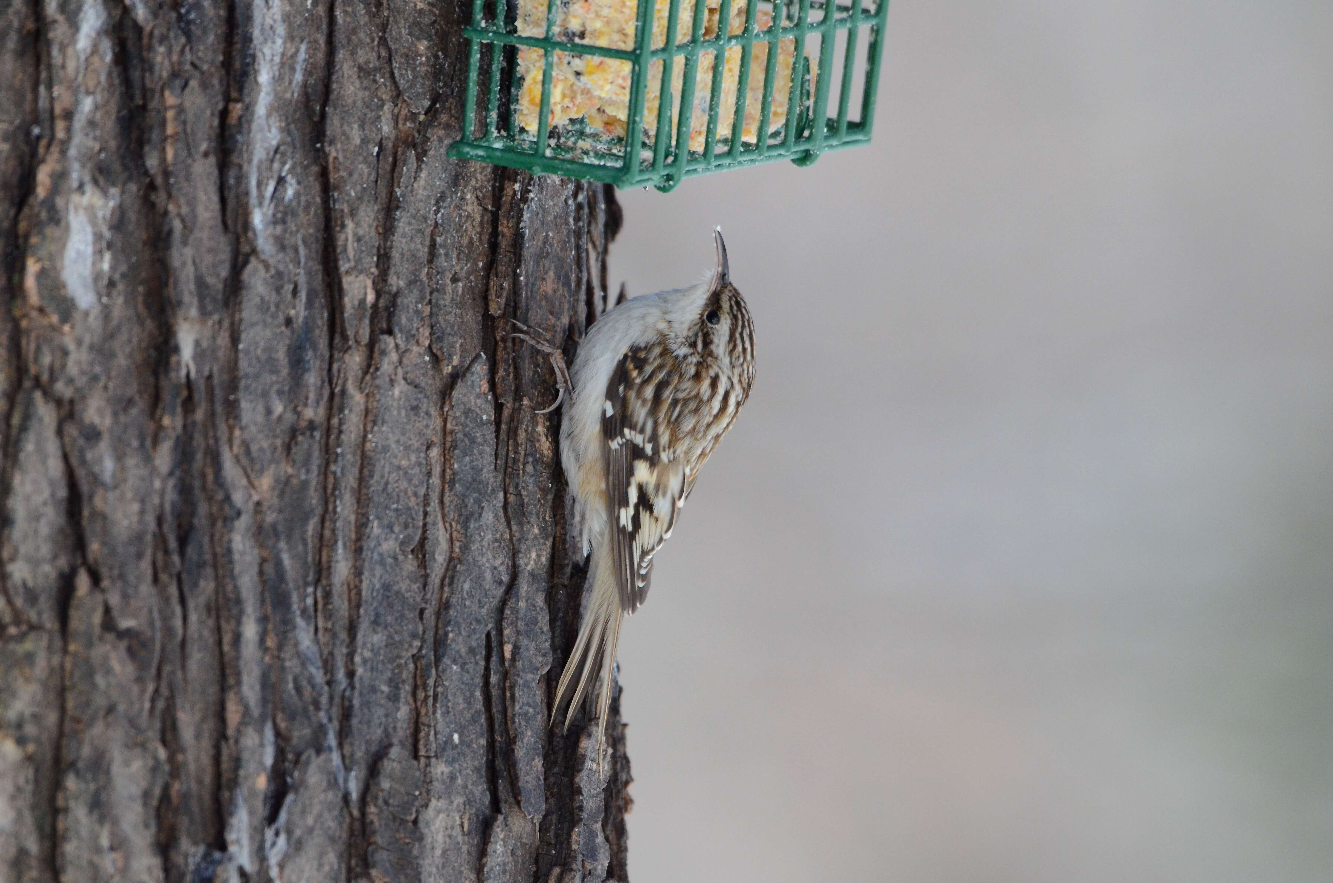 Image of treecreepers