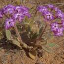 Image of Abronia villosa villosa