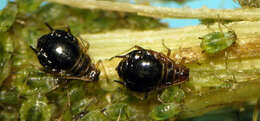 Слика од Brachycaudus (Prunaphis) cardui (Linnaeus 1758)