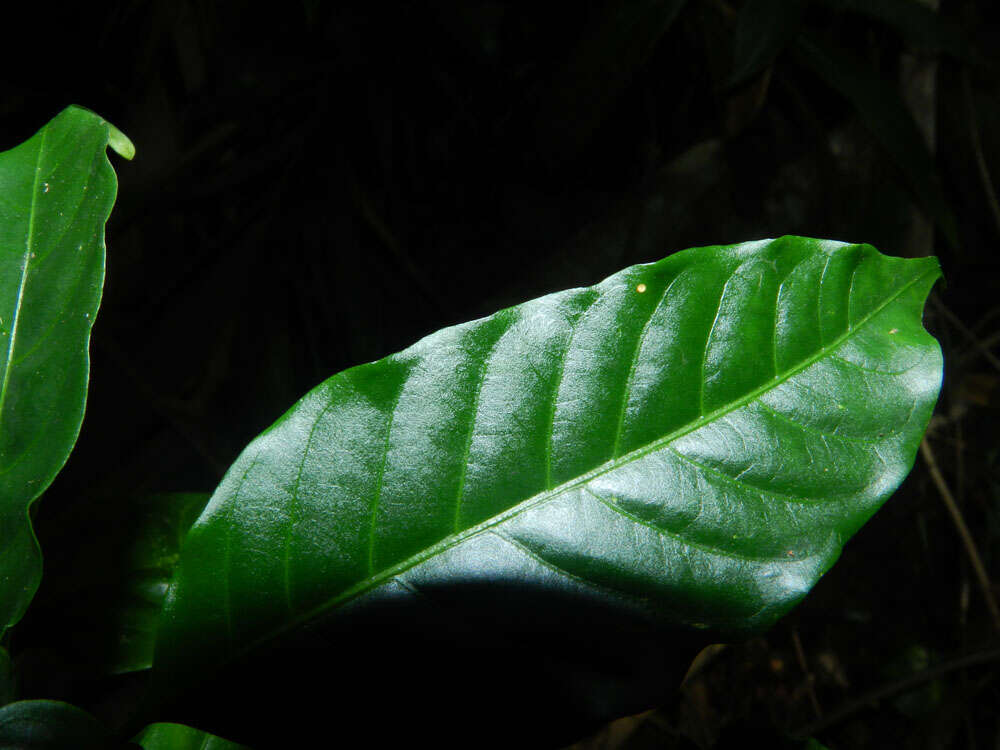 Imagem de Tabernaemontana heterophylla Vahl