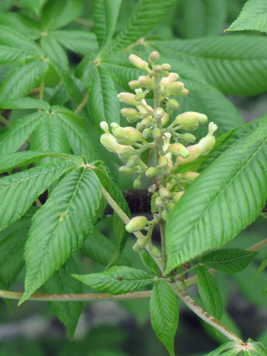 Image of Buckeyes & Horse-chestnuts