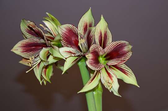 Image de Hippeastrum papilio (Ravenna) Van Scheepen