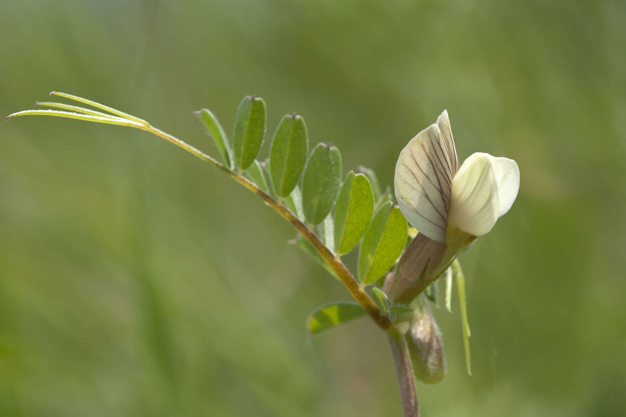 Sivun Vicia hybrida L. kuva