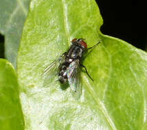 Image of flesh flies