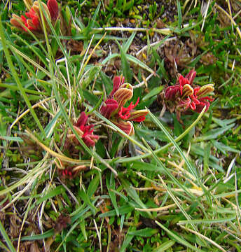 Image of Castilleja pumila (Benth.) Weddell