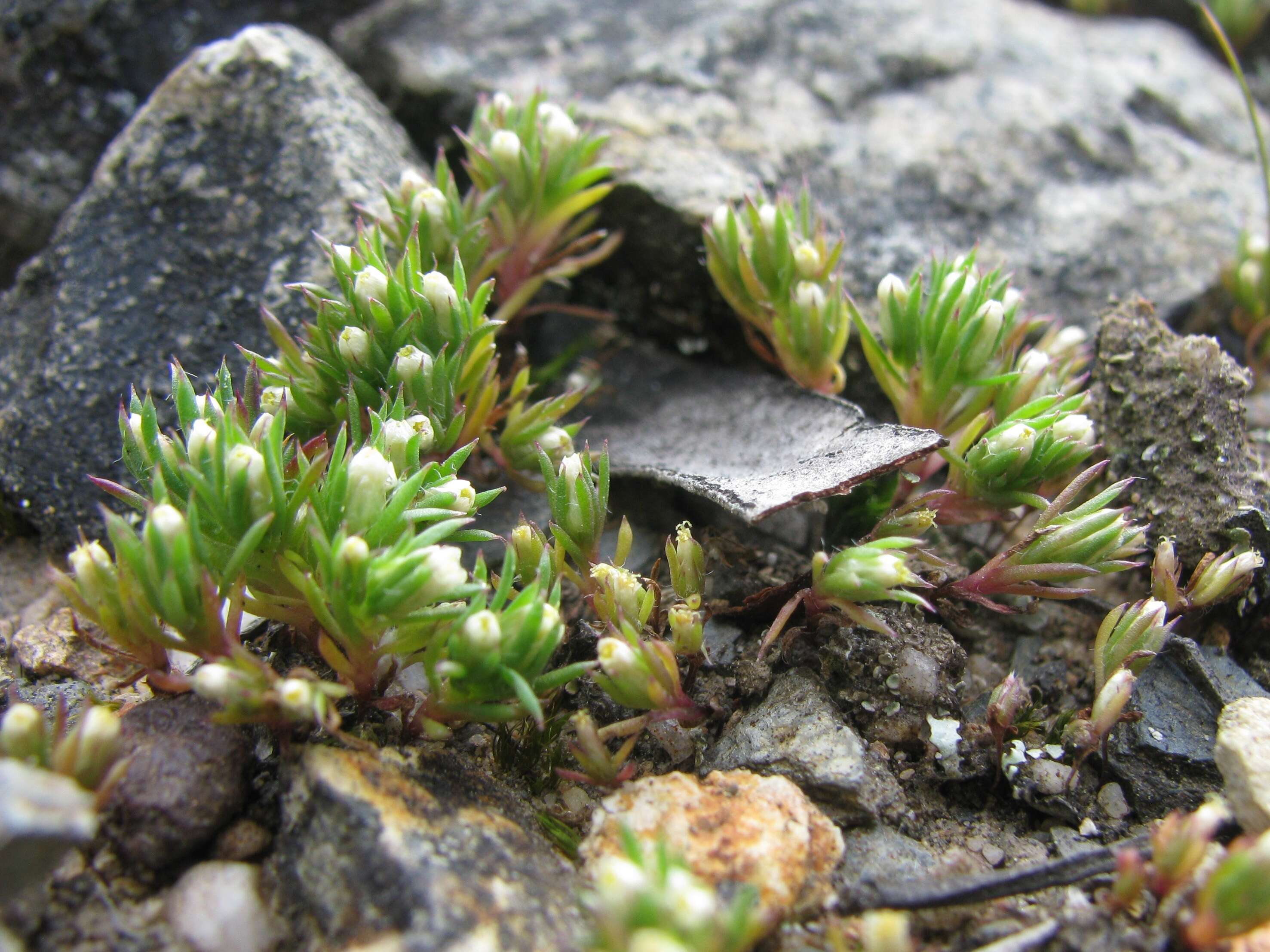 Image of Hyalosperma demissum (A. Gray) P. G. Wilson