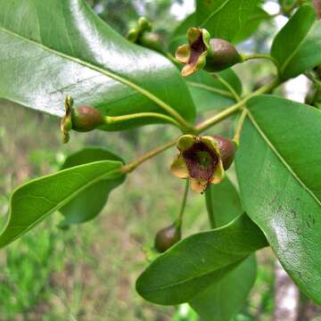 Image of Psidium myrtoides Berg