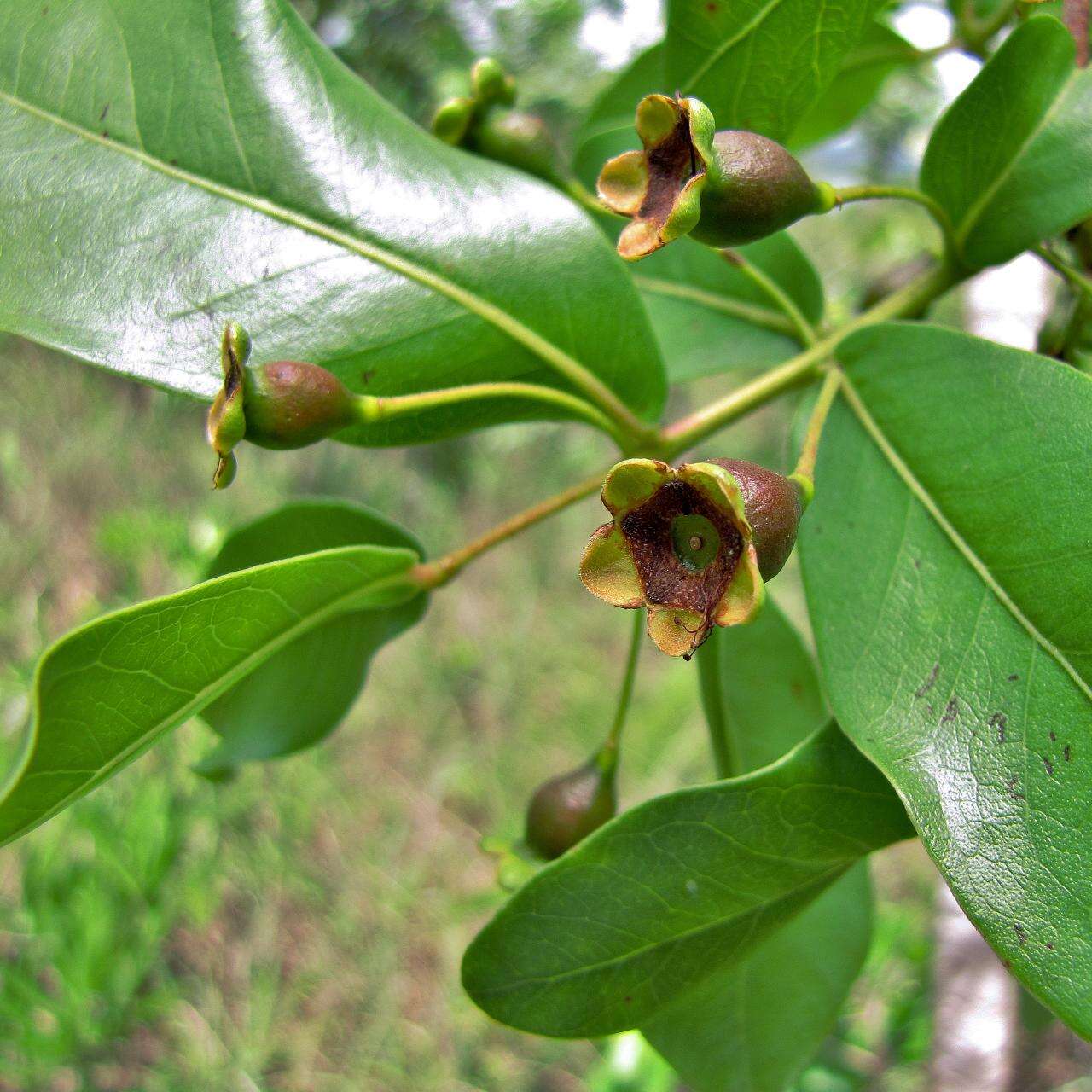 Image of guava