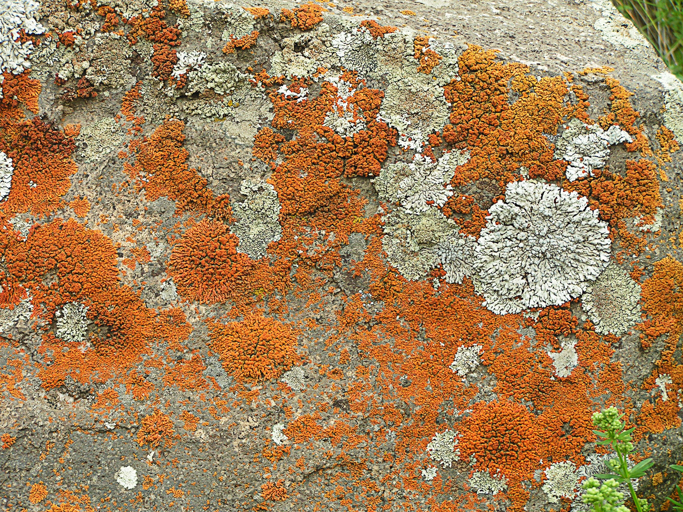 Image de Xanthoria