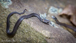 Image of brown-bellied snakes