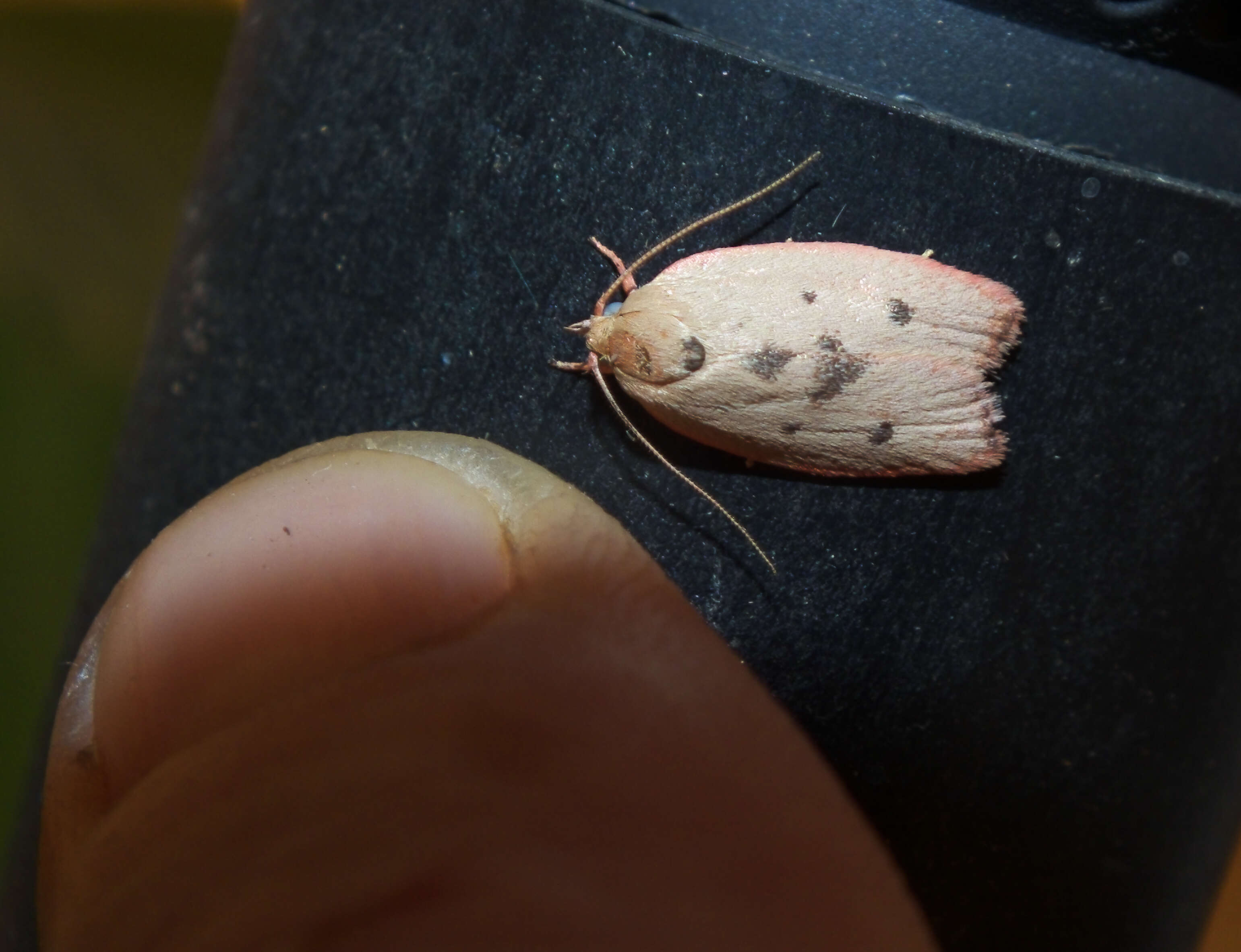 Image of concealer moths