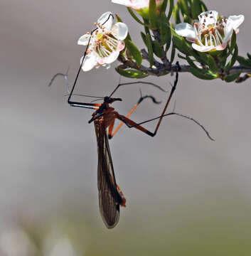 Image of hangingflies