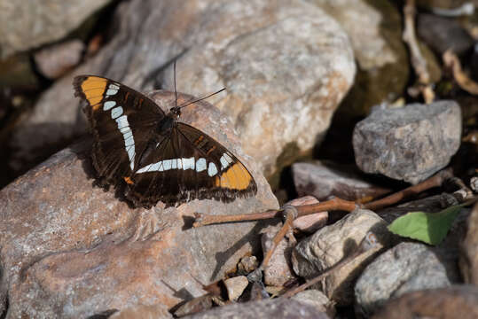 Limenitis bredowii Hübner 1837的圖片